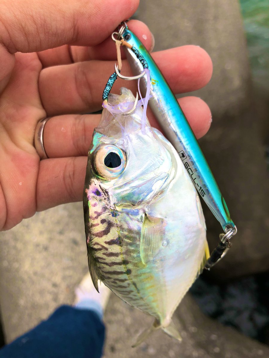 shigesan0911's tweet photo. ポイント開拓にて初魚種hit😆‼️
でも君の名は…
釣れてくれてありがとうね‼️
#PALMS #ShoreGunEvolve811L
#SCS20 #SCL https://t.co/9h1WZoKW41