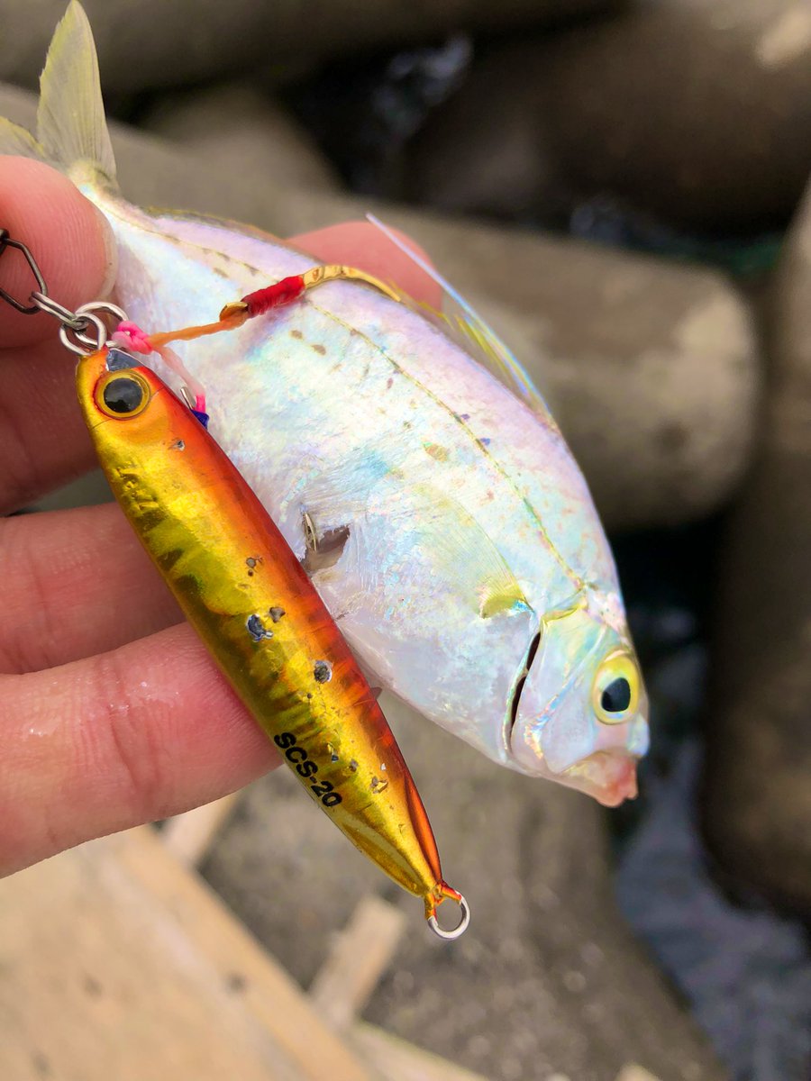 shigesan0911's tweet photo. ポイント開拓にて初魚種hit😆‼️
でも君の名は…
釣れてくれてありがとうね‼️
#PALMS #ShoreGunEvolve811L
#SCS20 #SCL https://t.co/9h1WZoKW41