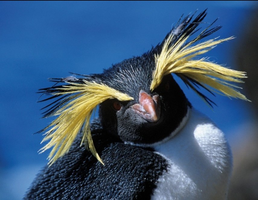 chdsbog's tweet photo. @justboggi EL CABELLO ME MEO https://t.co/rUxoGELeS8