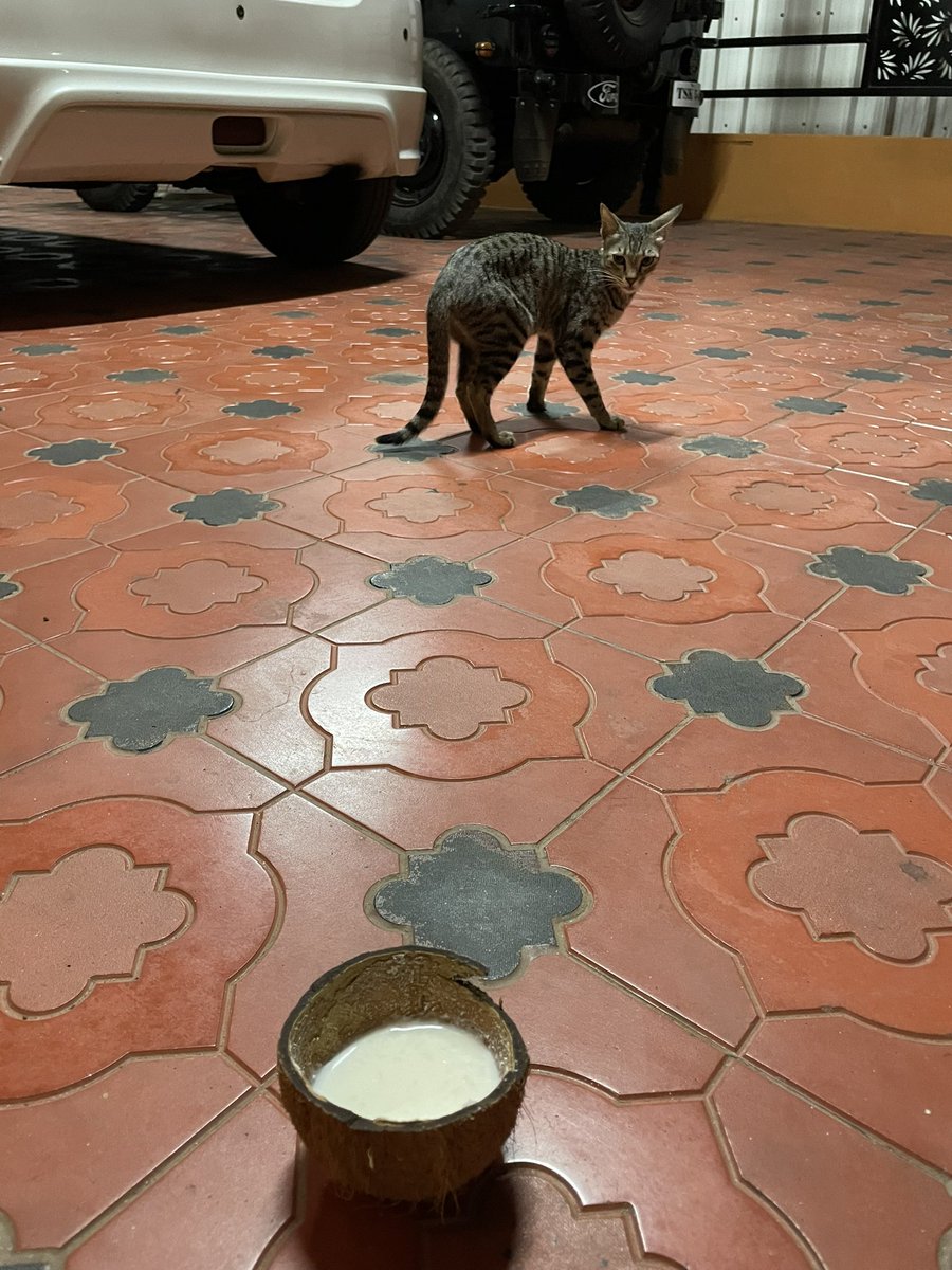 leorogit's tweet photo. Look who showed up again at my door step today!!!!! I would like suggestions from the #VeVeCommunity for a name for this cat.The best name will win this comic in 24 hours.#VeVeitForward

✅Follow me and RT 
✅Follow @pairology @SuperstarMoney_ 
✅Suggest a name for the cat https://t.co/V5XNWrKI31