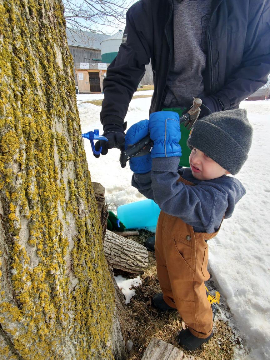 SpringValleyMa6's tweet image. Great day for the next generation tapper to get to work.! #family #maplesyrup