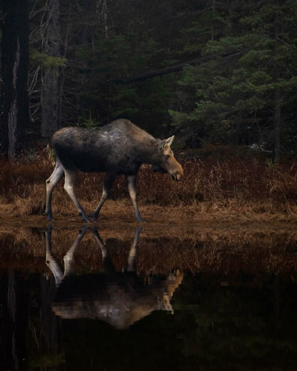 olimoormanphoto's tweet photo. Hopefully, my first moose-spotting trip of 2022 is just around the corner #moose #canada #canadianwildlife #wildlifephotography #nature #NaturePhotography #algonquin #algonquinpark @ROMtoronto #ROMwpyON https://t.co/Uskf6Z6stI