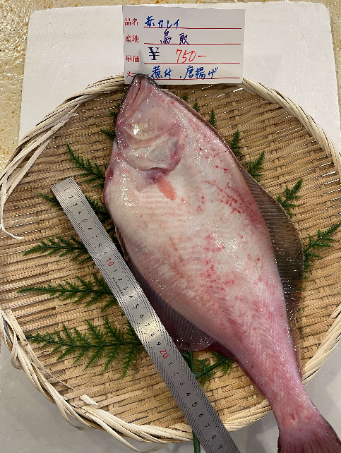 Tweets With Replies By Uoichi アプリで鮮魚販売 Uoichi App Twitter