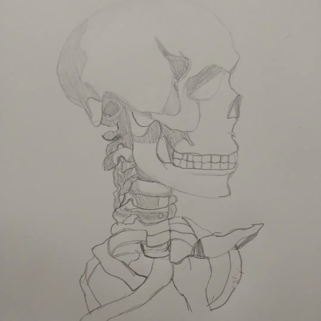 aspenbee845's tweet photo. I've gotten pretty good at drawing bones. These were all for an assignment https://t.co/74kGXby5j8