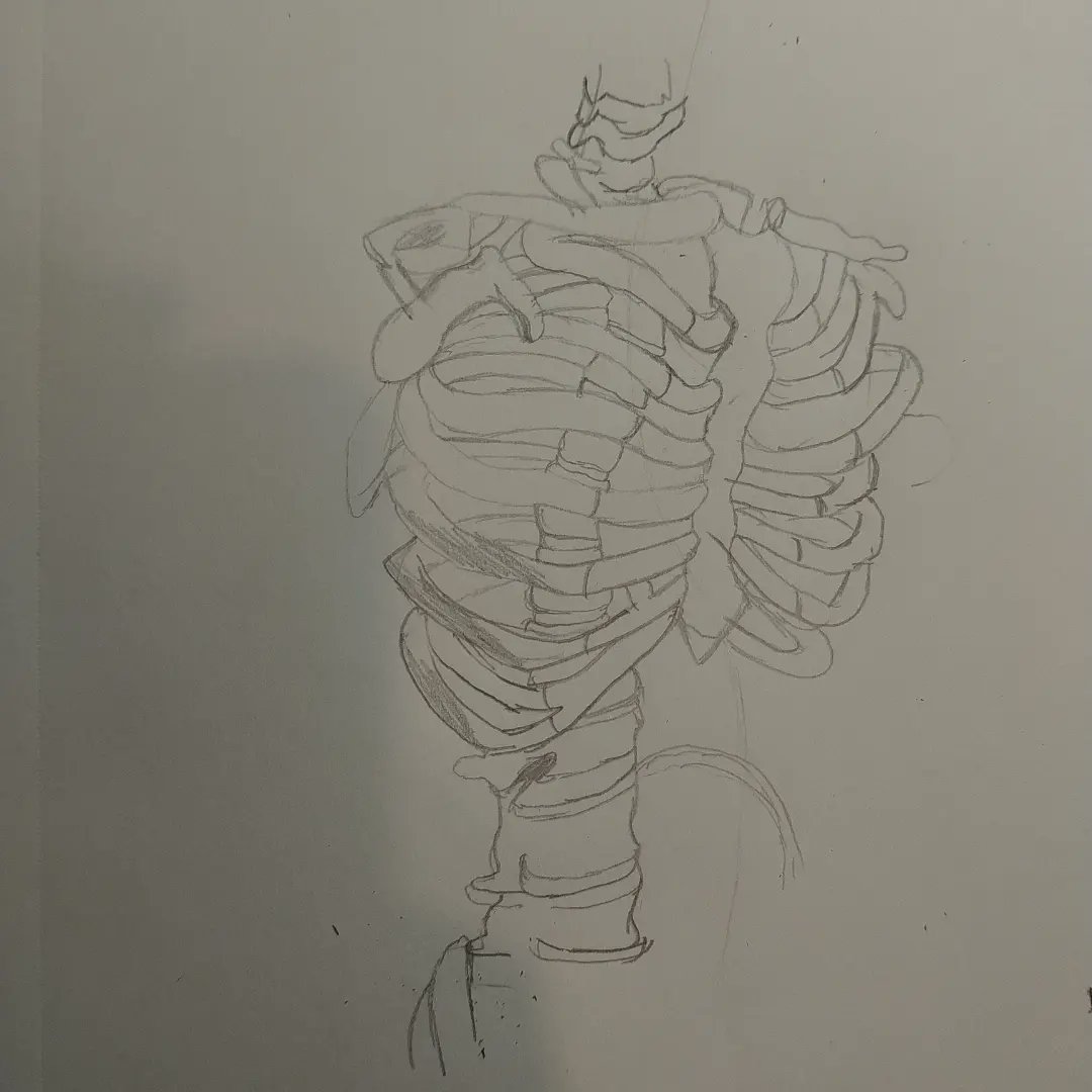 aspenbee845's tweet photo. I've gotten pretty good at drawing bones. These were all for an assignment https://t.co/74kGXby5j8