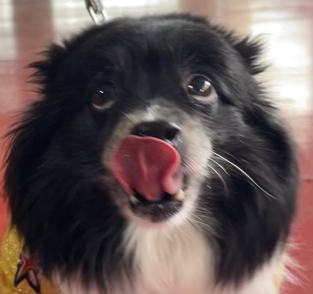 VGKPandaPup's tweet photo. Hey #VegasBorn, itโs time for the third period #LuckyVGKNoseBoops #BoopTrain!!!!
#VGK9Krew
โค๏ธ๐ผ๐ถ https://t.co/gnjROzhgrF