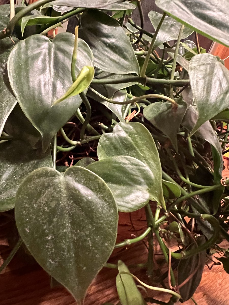 This is a plant that I have in my house. It is able to grow inside because of the rich soil that it is in. We also give it fertilizer to help it grow. <a href="/franklinlorax/">APES Project Lorax</a> #Apesland