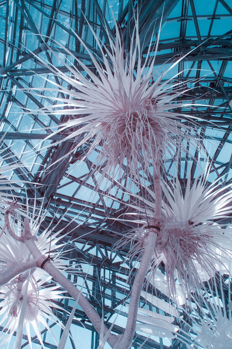 mikiowatanabe6's tweet photo. Infrared photography https://t.co/mbMggcxs6V