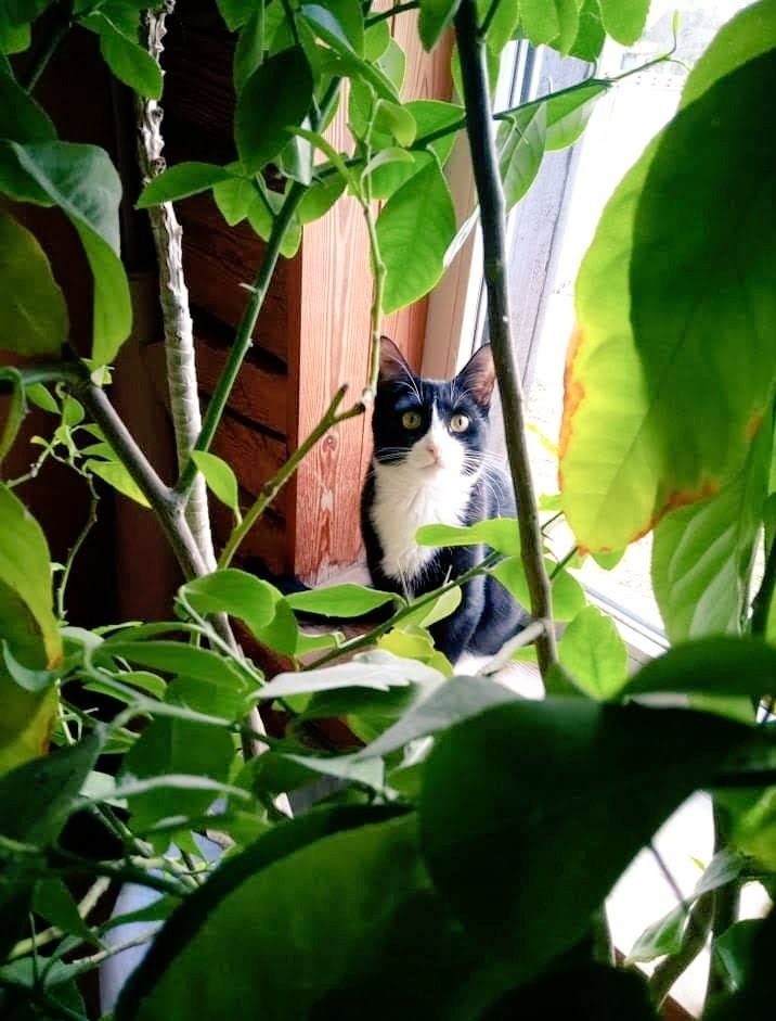 Kati_Holm's tweet photo. #CatsOfTwitter #Caturday #Mustikas (Name in English means Blueberry) https://t.co/7WbS1xH4rI