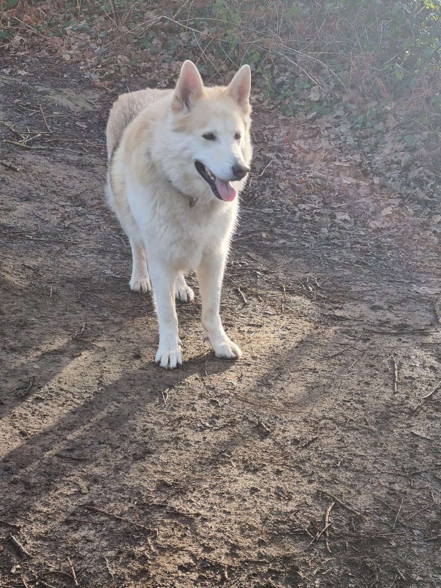 Leo Husky and Mr Tabius tweet media