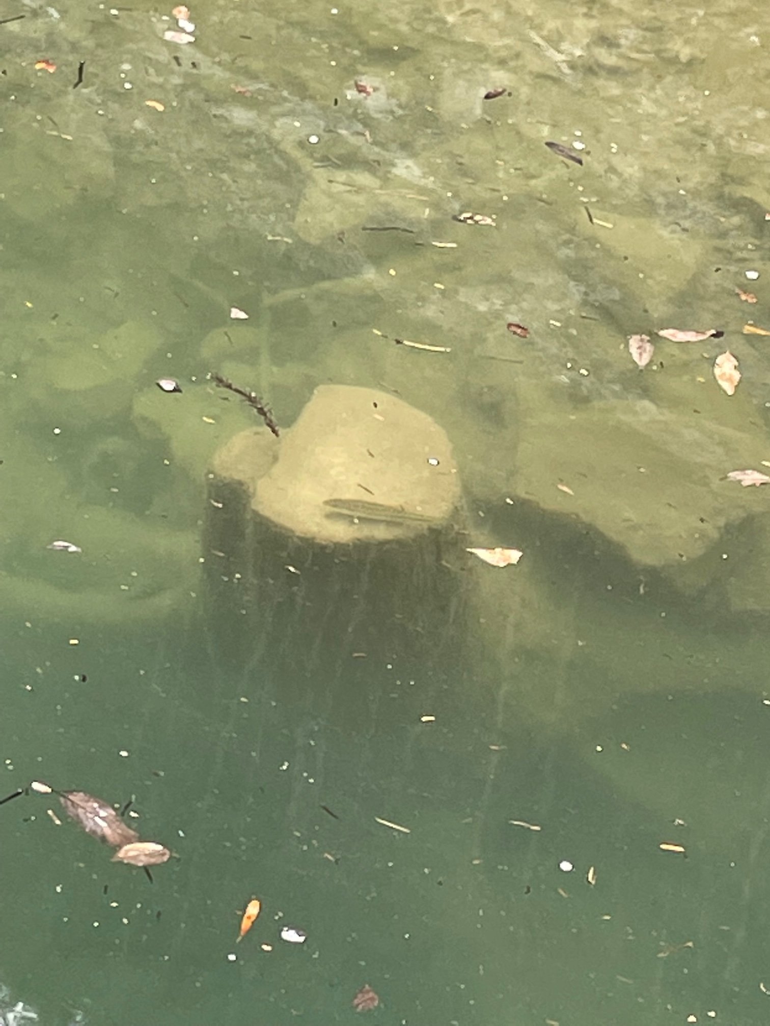 Tweets With Replies By つりどうぐ一休 釣果ブログ情報 Turidougu Ikkyu Twitter