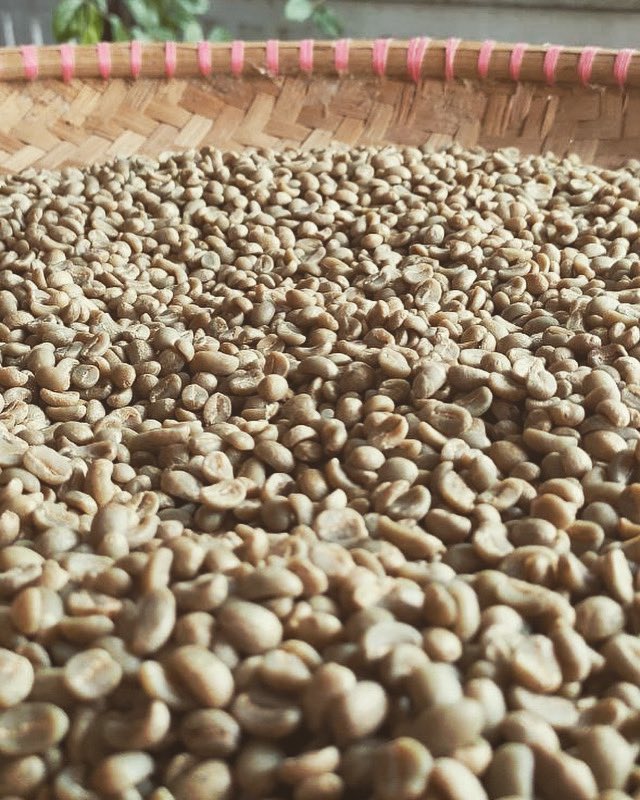 sinumbra79's tweet photo. The green bean https://t.co/xBkRRE9LtZ