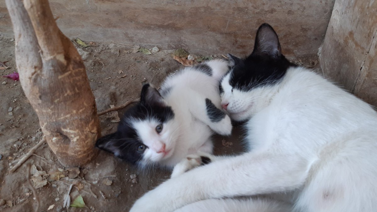 AnahidSamansa's tweet photo. Puma&amp;Mahak 
Check out this item on OpenSea https://t.co/Z9d3Kze5Ry via @opensea 
#nftart #NFTartist #NFTCommumity #NFTphotographers #cats #nftgallery https://t.co/37UCao11R4