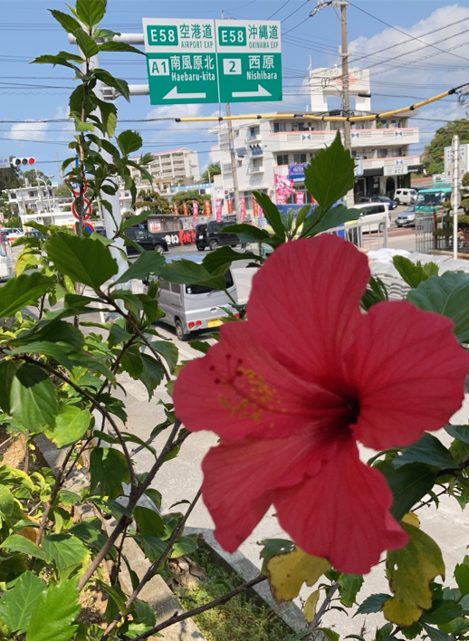 公式 Honda On 沖縄の友人から 沖縄を感じれる写真を送ります とハイビスカスの写真を送って来てくれました でも 私には後ろに写っている緑の道路標識の方が沖縄を感じれます 笑 沖縄 T Co Nzqtwyebuk Twitter
