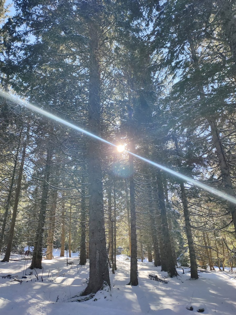 Good morning #NFT fam! I'm back in the game! I've been away for a while as I took some vacation (also from Twitterverse). I went skiing! ⛷️🏔️ What have you been doing in the past weeks?
Any new #NFTartist I've missed? Any big news in the #NFTCommunity ?