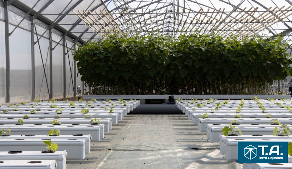 ADOCC_'s tweet photo. #Accompagment @ADOCC_ : @Terra_Aquatica est pionnière de la culture #hydroponique🌱 

@ADOCC_  accompagne l’#entreprise dans la mise en place de brevets, la recherche de #financement et de compétences🤝 
 
https://t.co/3fnsKLvMuF https://t.co/Arrrt9cUbq