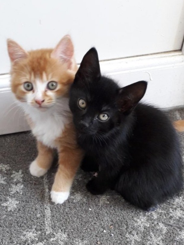 Catherine Georgiou🐈‍⬛🐈 tweet media