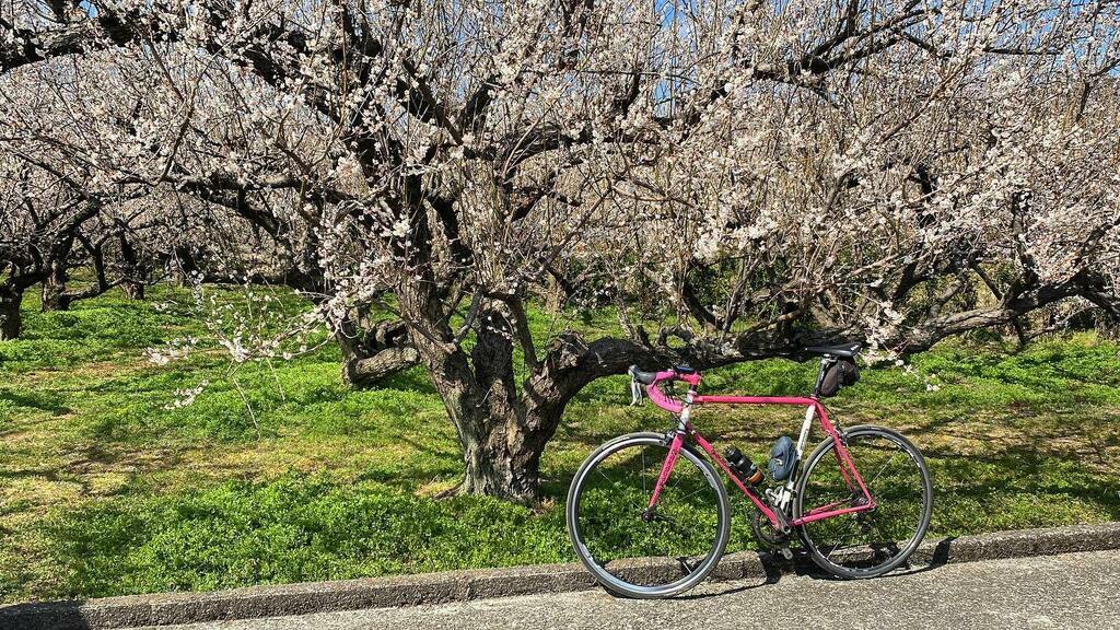 KingoftheSquare's tweet photo. Spring has come with plum blossoms! #stravacycling #strava #cyclinglife #cycling #roadbike https://t.co/18FaeDg2RV https://t.co/ISHsmebZQy
