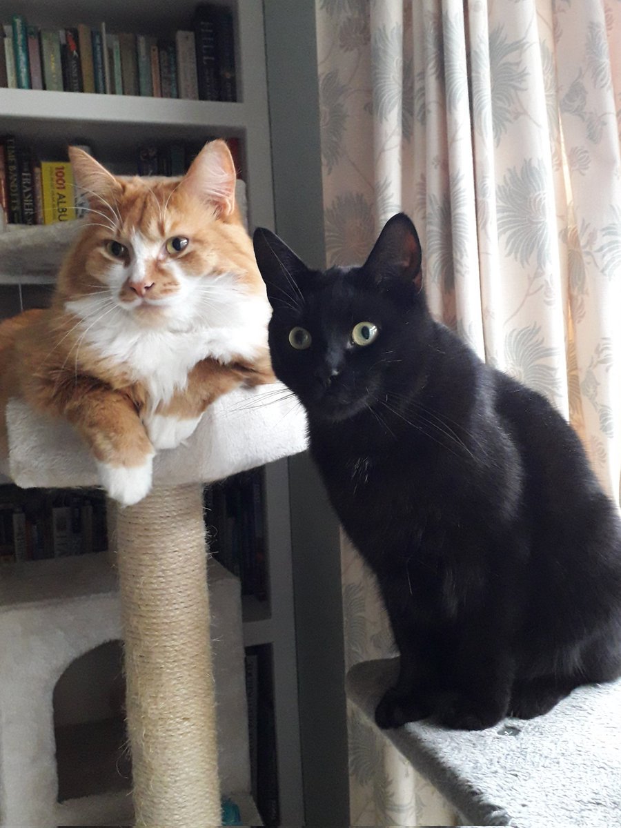 Catherine Georgiou🐈‍⬛🐈 tweet media