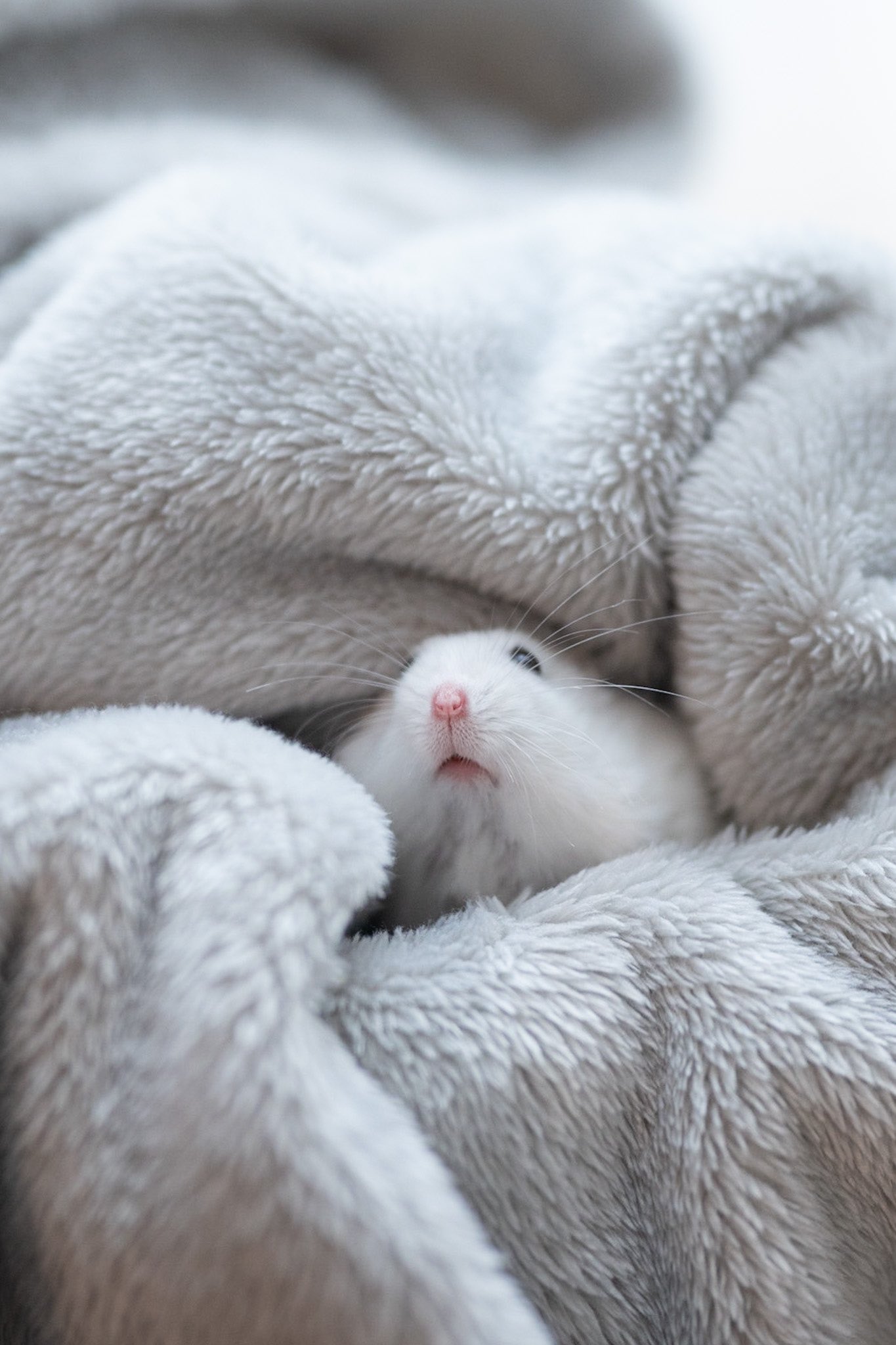 ぱる ハムスターの鼻がかわいい T Co Gz3xe4pqdn Twitter ぱる ハムスターの鼻がかわいい T Co Gz3xe4pqdn Twitter