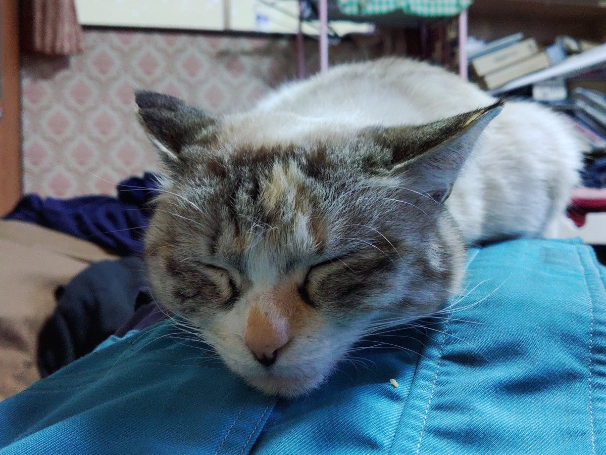 racti_elgrander's tweet photo. すぐに人のお腹に乗るぬいちゃん。
これは #LIFEWITHPET 案件?
#radioorbit は日曜日
#zipfm https://t.co/ZDTxmxmSpE