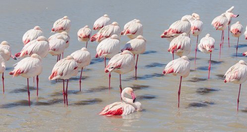 🤩NEW BLOGPOST‼👀👉 Stilstaan is bewegen: Herstel van de staande balanscontrole bij mensen na een CVA by @JonasSchroder4🛹🦩uantwerpen.be/en/research-gr…