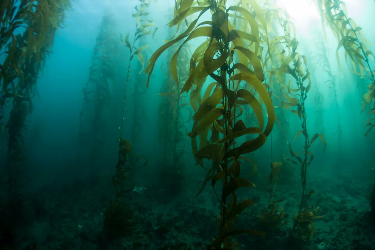 🌿The Health and Environmental Benefits of Seaweed Are Beyond Impressive🌿

'The beloved marine plant sequesters carbon from the atmosphere, and it's been deemed a superfood, providing numerous health benefits to those who eat it.''

Read on here buff.ly/3sJE6oc
