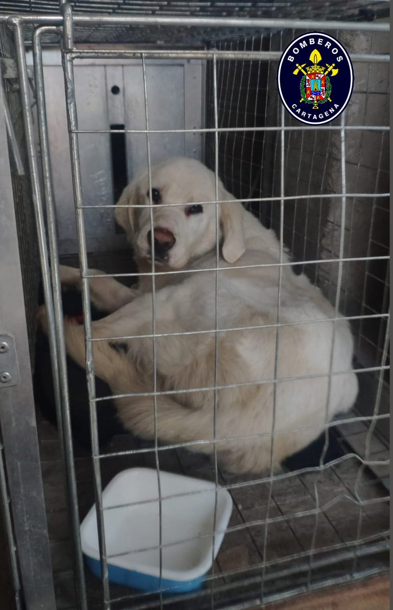 Bomberos_CT's tweet photo. 🚨 La recogida de #perros 🐕 abandonados que pueden ocasionar algún peligro al tráfico o personas, es otro servicio recurrente que solemos tener.
➡️ No lo abandones😔, el NUNCA LO HARIA.
➡️ Si no puedes hacerte cargo contacta ☎️ con el #Catad
#Cartagena #RegiondeMurcia https://t.co/sdnZIlpCh6