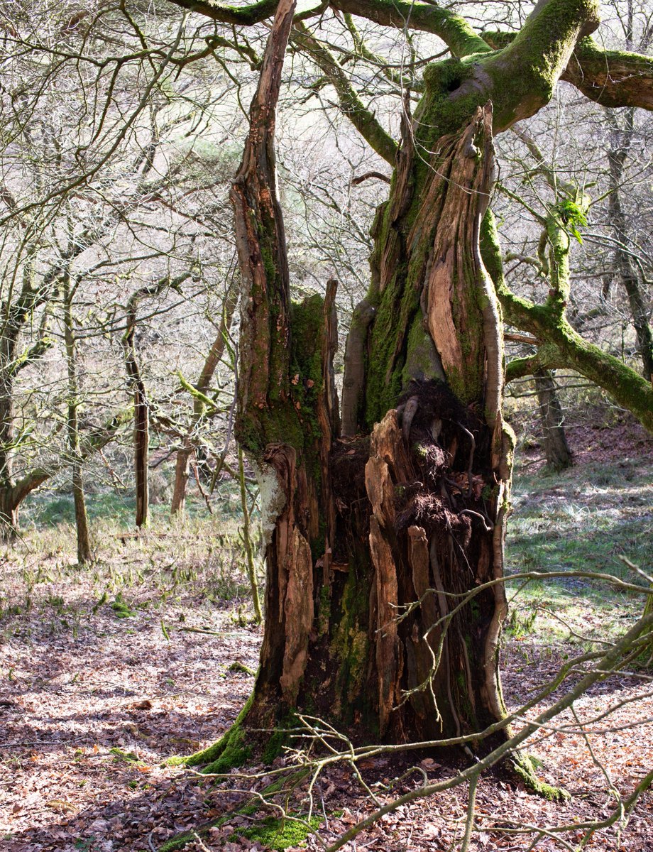 michaelfairles1's tweet photo. @LothersdaleWG  Woodland at Harwes farm on Kelbrook Moor, from old maps 1840, extended across the whole moor, but appears to have been planted up with a mixture of trees, Sweet Chestnut, Beech, but old Oaks, Alder, Birch,( ancient woodland?) New planting outside and some inside. https://t.co/IBVCW1CRmO