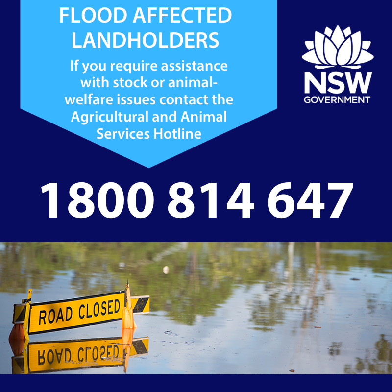If you need assistance with emergency fodder for livestock, animal assessment, veterinary advice and if required, euthanasia and burial please call 1800 814 647. 

It is important flood affected landholders keep registering their requests for assistance by calling the hotline.
