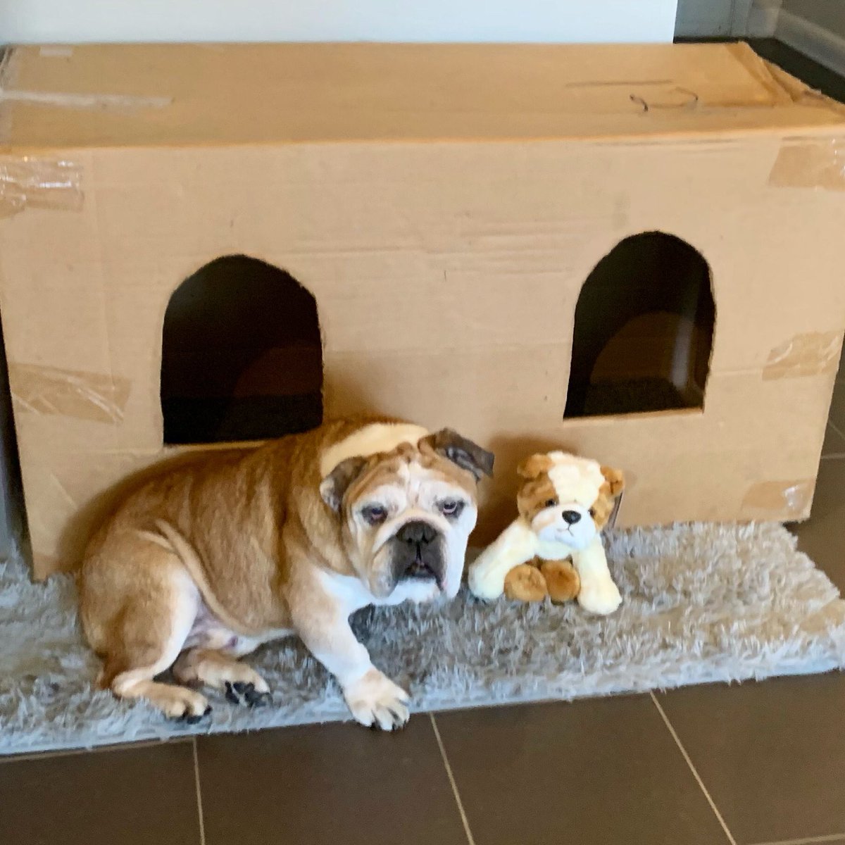 BullyThePotato's tweet photo. I’m getting a human baby brother &amp; just met his first stuffed animal… 
I’ve got some serious questions about this bulldog. 

#englishbulldog #bulldogs #babies https://t.co/prOGWMh1t7