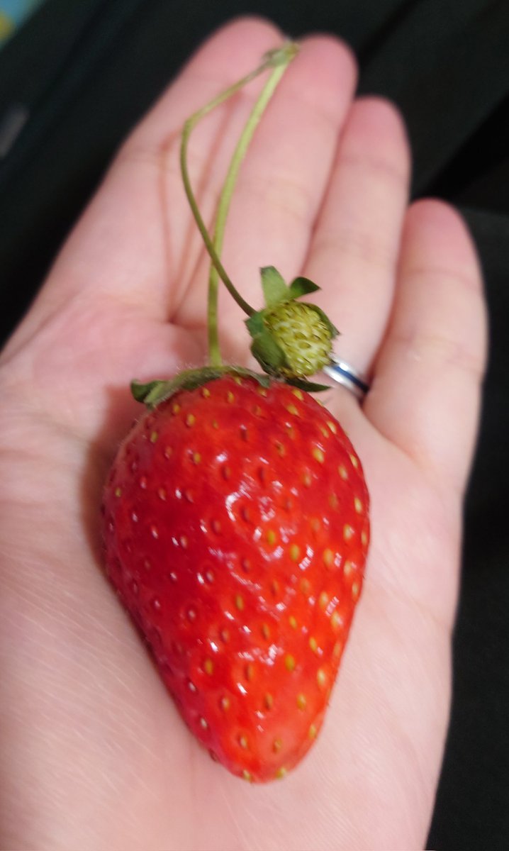 ire_xs's tweet photo. 最近いちご🍓が安くなって来てついつい買っちゃうー
あんまいーんまいー https://t.co/gvlj0tm8TY