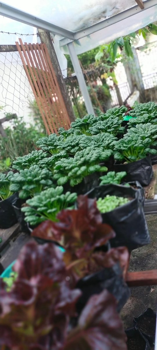Enggartriset's tweet photo. Penghuni baru kebun drmh 😍 https://t.co/mLcriXryVX
