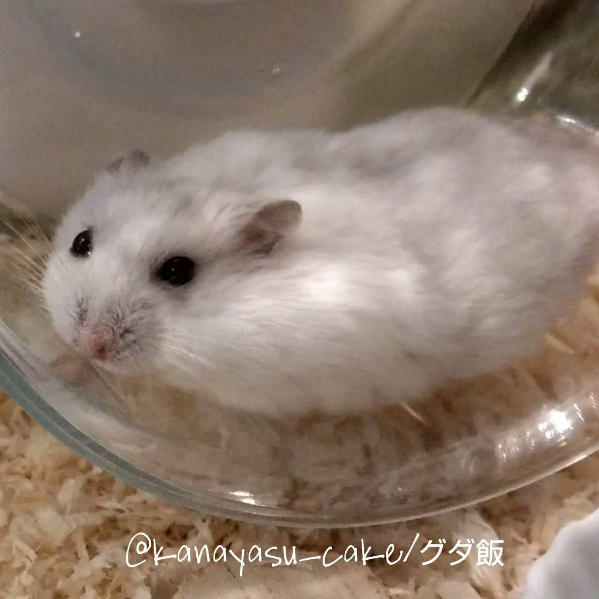 kanayasu_cake's tweet photo. パールホワイトジャンガリアンの【めめ♂】🐹

我が家のハムで唯一のトイトレ成功者🚽🚾人懐っこくて優しい🖤🖤🖤#めめ　#SnowMan

6月でいよいよ2才🐹✨
いつまでも元気でいてね🍀

#ハムスター   #ジャンガリアンハムスター #ハムスターのいる生活  #ふわもこ部  #ハムスター好きと繋がりたい https://t.co/gXl0dmRSma