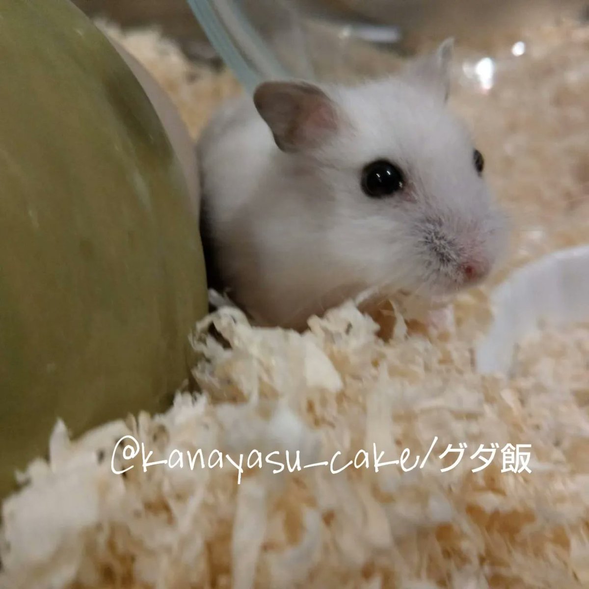 kanayasu_cake's tweet photo. パールホワイトジャンガリアンの【めめ♂】🐹

我が家のハムで唯一のトイトレ成功者🚽🚾人懐っこくて優しい🖤🖤🖤#めめ　#SnowMan

6月でいよいよ2才🐹✨
いつまでも元気でいてね🍀

#ハムスター   #ジャンガリアンハムスター #ハムスターのいる生活  #ふわもこ部  #ハムスター好きと繋がりたい https://t.co/gXl0dmRSma