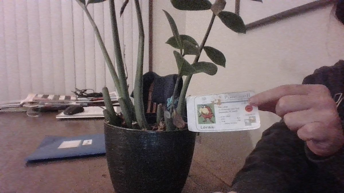 this is a living plant from my house. it keeps growing from the nutrients the soil provides such as fertilizer and peat moss. <a href="/franklinlorax/">APES Project Lorax</a> #apesland