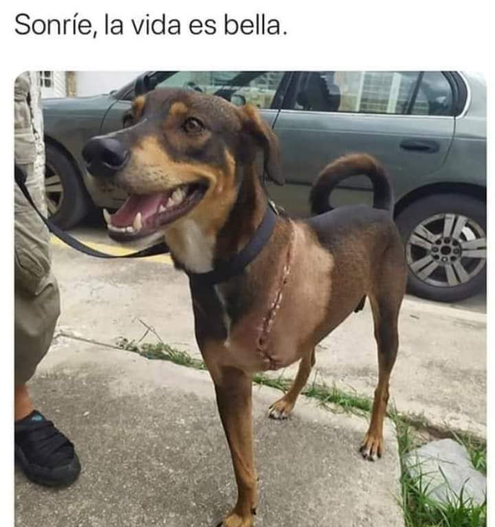 Perroslovers's tweet photo. Sonríe la vida es bella 😍🐶 https://t.co/2w2tZ1cajR