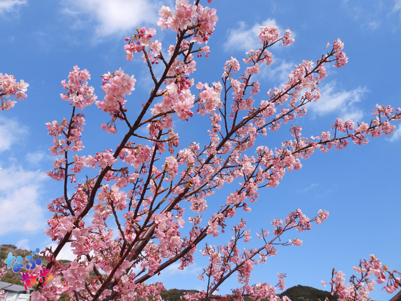 「桜は咲くし、磯は海藻にまみれている #なぶさんぽ 」|ナブランジャのイラスト