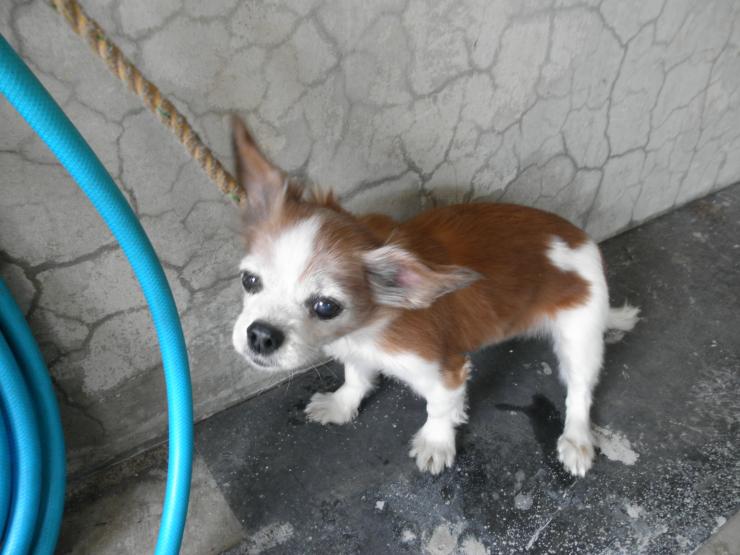 iWaFDUeWUTuqm9L's tweet photo. 3/2迷子のワンちゃんが埼玉県
松伏町松伏で保護です小型犬なので飼い主は地図内にいます https://t.co/NZDherSZEu