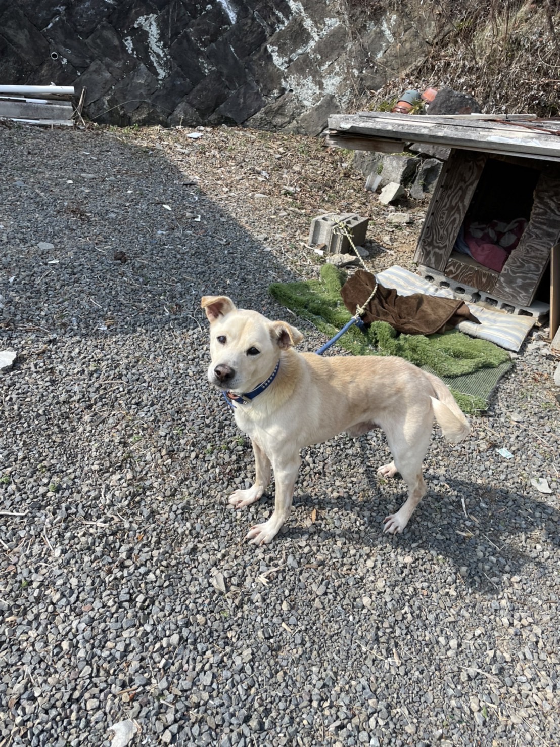 テツタロウ アニサポクラブ 拡散希望 里親募集 大分県 大分県臼杵市野津町 で 飼い主死亡のため行き場のない犬が居ます １人暮らしのおばあちゃんが大切にしていましたが突然亡くなり ご近所さんがお世話しながら離れて暮らす娘さんが里親を探してい