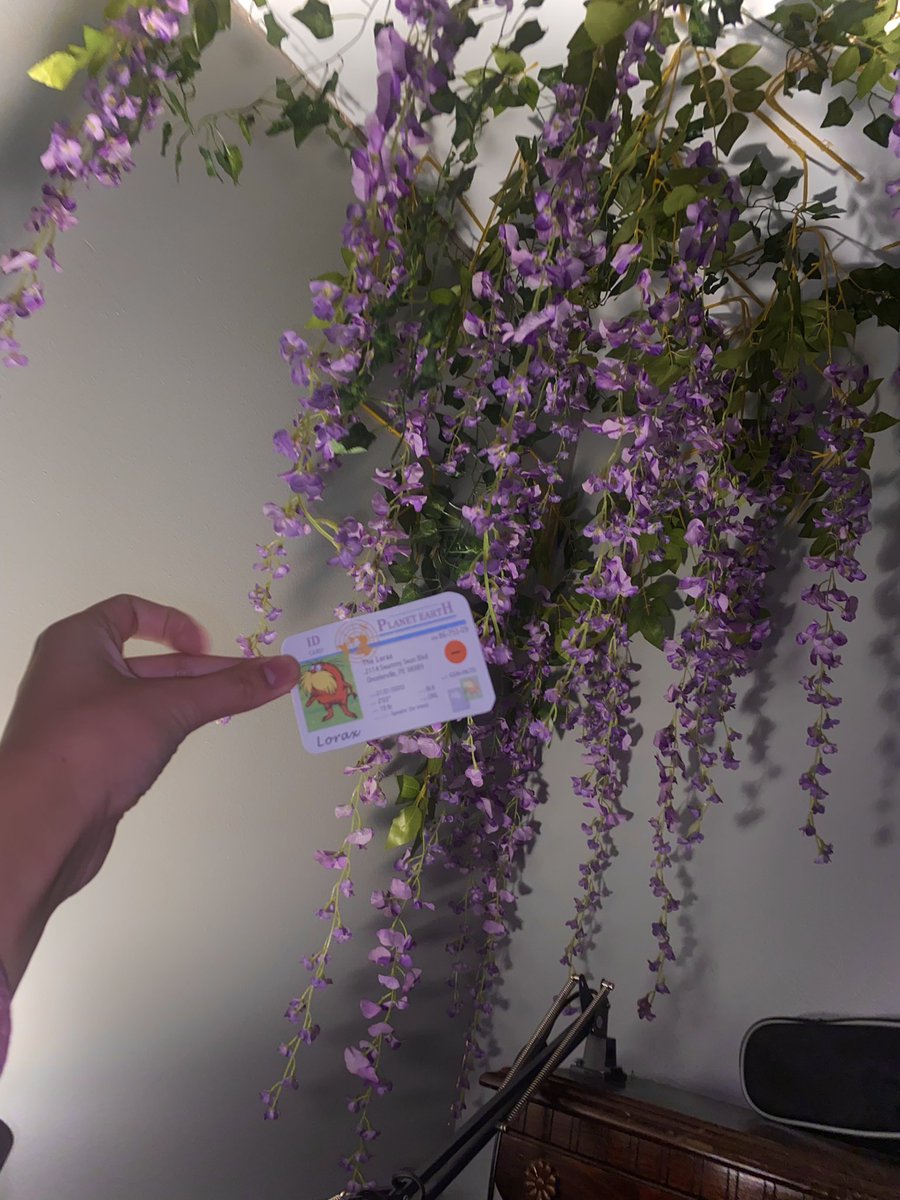 lauren_saraspe's tweet photo. these are definitely real wisteria flowers ;) to get their bright and healthy flowers the seeds need to be planted in soil that has good drainage and good levels of potassium, phosphorus, and nitrogen :00 #apesland @franklinlorax https://t.co/a6YIhEg99C