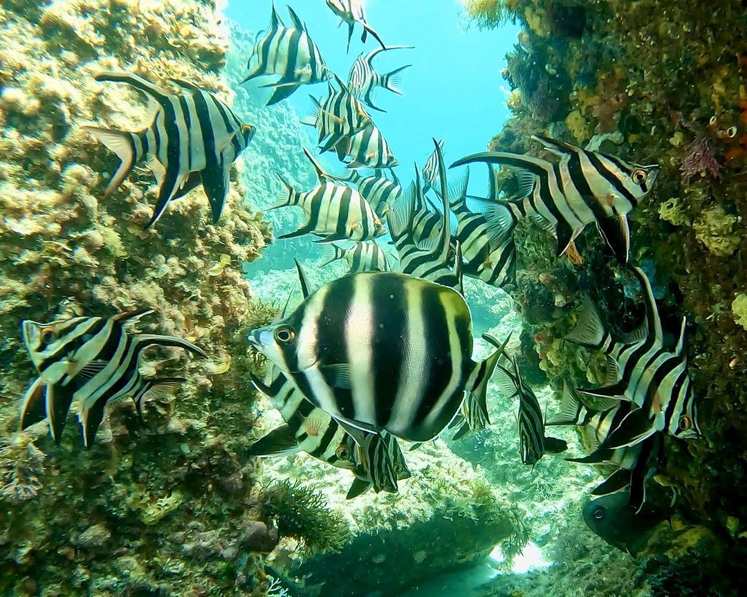 RTW_Aus's tweet photo. Spot the odd one out!
This Moonlighter fish is in good company amongst a school of similarly-striped (but unrelated) Old Wives.
Thank you to wildwingimages on Instagram for tagging #rememberthewild in this wonderful image from Western Australia.
#wildoz #fishesofaustralia https://t.co/AslThDS3TK