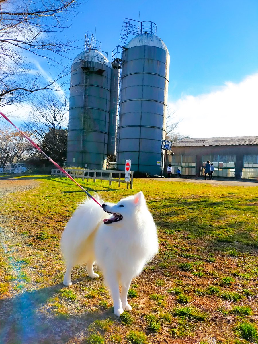 fuku_spitz's tweet photo. 日本スピッツの福です！
ずっとインスタで投稿してましたが、ツイッターアカウントも作りました✨
福の日常や、犬キャンプの様子などをつぶやいていきます🐶
フォローお願いします✨ 
#日本スピッツ #Japanesespitz #dog #dogstagram #dogsofinstagram #日本スピッツ好きと繋がりたい #犬のいる暮らし https://t.co/oLcXyJHl5l