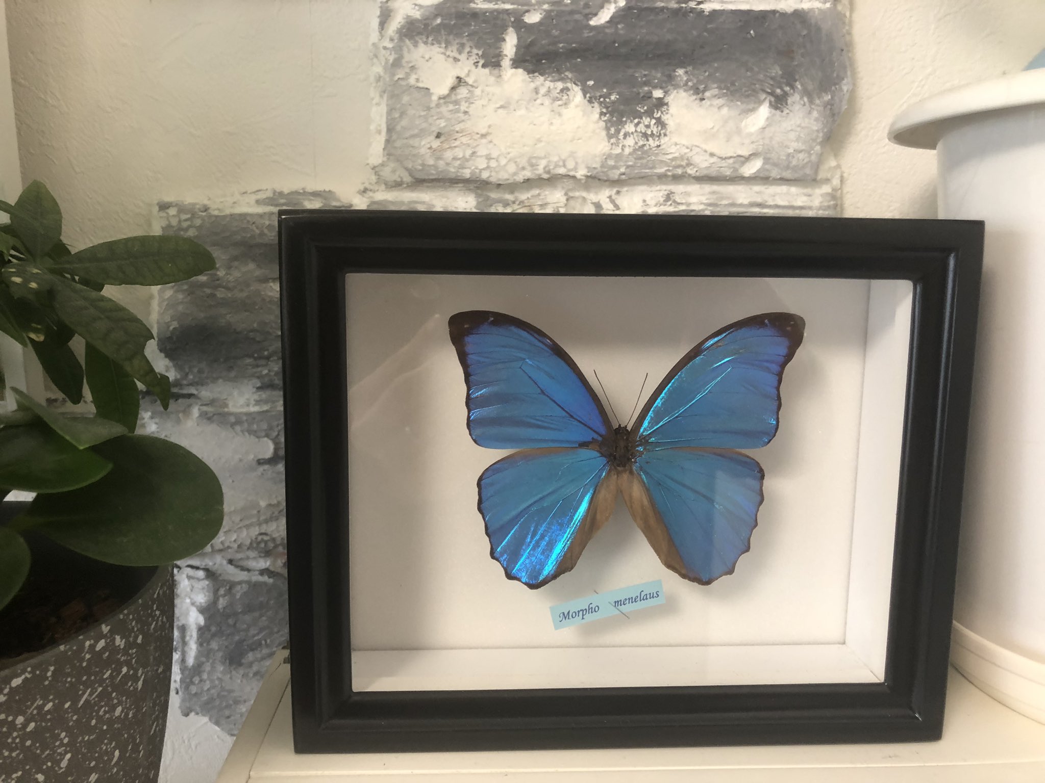 モルフォ蝶 Twitter Search Twitter