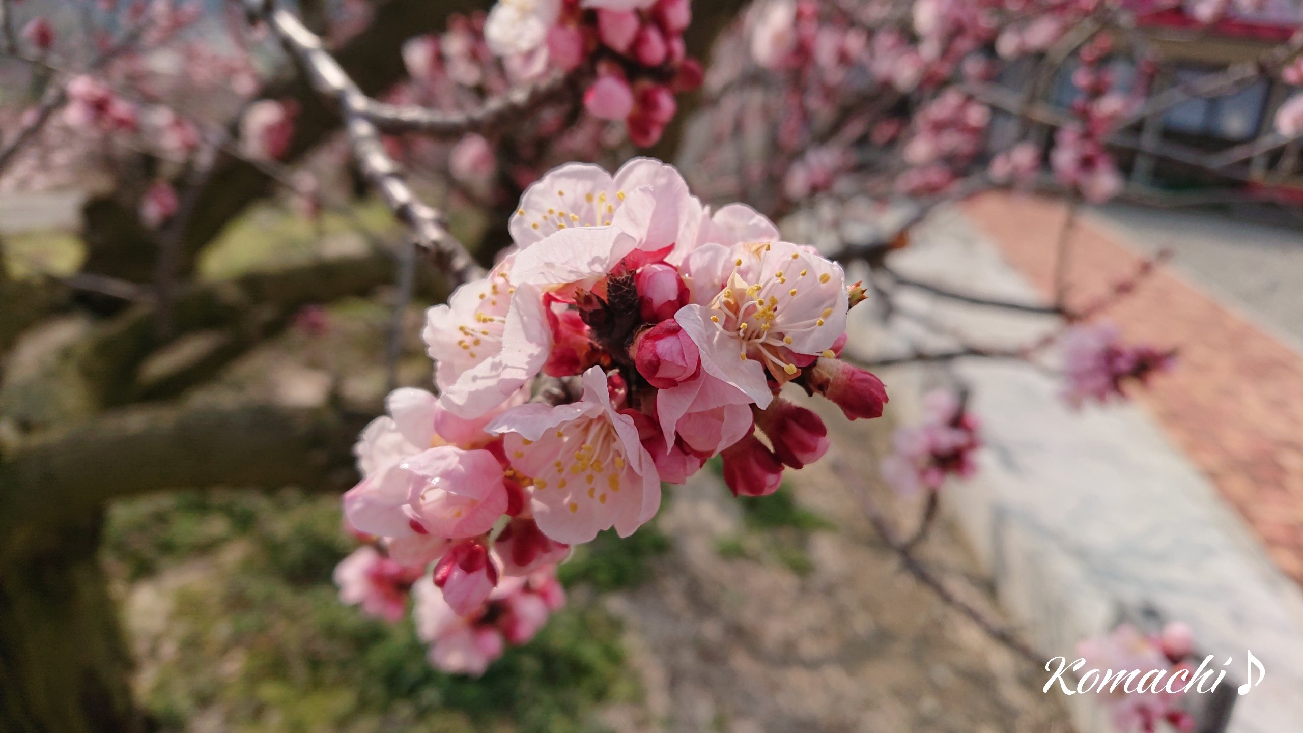 杏の花 Twitter Search Twitter