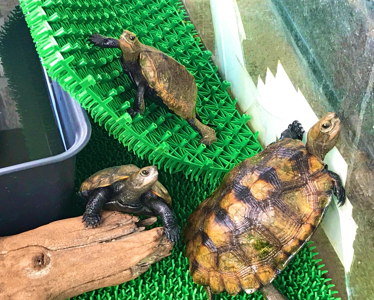 mauremys03's tweet photo. ニホンイシガメも飼ってます🐢 https://t.co/lHt9DO6TnV