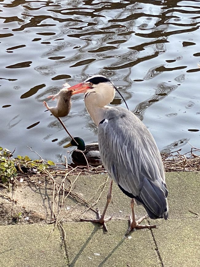 Blauwe Reiger als rattenvanger. <a href="/vogelnieuws/">Vogelbescherming NL</a>