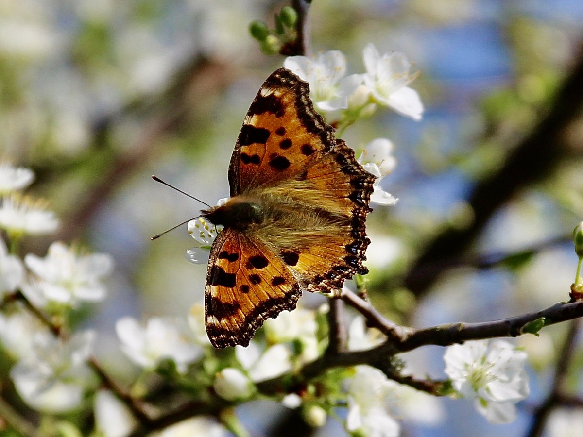 Haie en fleurs pour la Petite tortue. #Papillon #Jardin