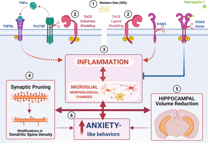 TranslationalPsychiatry (@transl_psych) on Twitter photo Short-term exposure to an obesogenic diet during adolescence elicits anxiety-related behavior and neuroinflammation: modulatory effects of exogenous neuregulin-1. By Julio David Vega-Torres et al.
<a href="/CHDMM/">Center for Health Disparities & Molecular Medicine</a> #molecularneuroscience
nature.com/articles/s4139… Short-term exposure to an obesogenic diet during adolescence elicits anxiety-related behavior and neuroinflammation: modulatory effects of exogenous neuregulin-1. By Julio David Vega-Torres et al.
<a href="/CHDMM/">Center for Health Disparities & Molecular Medicine</a> #molecularneuroscience
nature.com/articles/s4139…