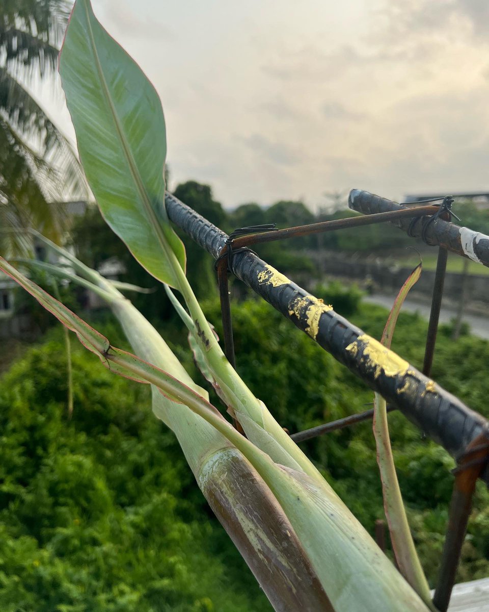 tampbuilder's tweet image. ❤️🏠
#ฤกษ์ยกเสาเอกบ้าน #สร้างบ้านสวยอย่างมีคุณภาพ #งานจบงบไม่บานปลาย ✅:093-6699-647 line@tampbuilder 
#รับสร้างบ้าน #รับออกแบบบ้าน #รับสร้างบ้านกรุงเทพ #รับสร้างบ้านนนทบุรี #รับสร้างบ้านปทุมธานี #รับสร้างบ้านนครปฐม #รับสร้างบ้านสมุทรปราการ #ออกแบบบ้าน #รับเหมาก่อสร้าง #สร้างบ้าน